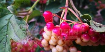 【好名聲網】契可尼效應(包明麗)